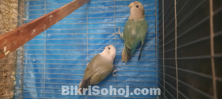 Love birt for sell